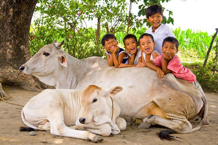 Cow Protection Cow Slaughter Animal Lives Matter Gau Sewa Gau Rakshaks
