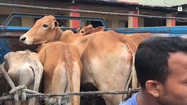 Tripura Cow