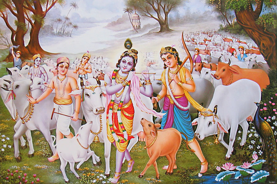 Cattle Smugglers Rampant in Sri Krishna's Mathura