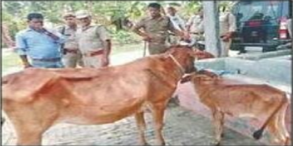 Cow Smugglers