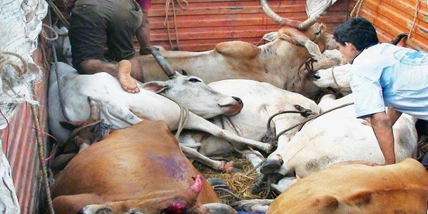 cow_smugglers_rajasthan Cow Slaughtering