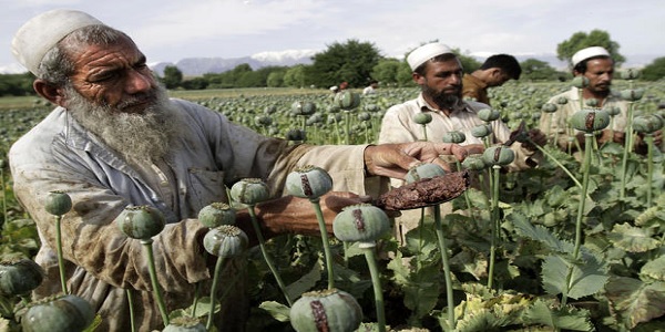 Afghanistan-drugs-opium-narco-jihad