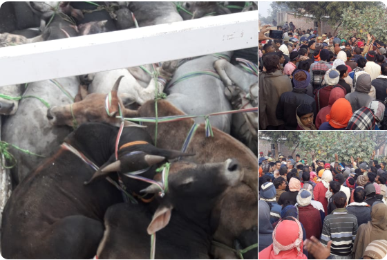 Truck laden with smuggled cattle; protesting villagers (credit: Jagran)