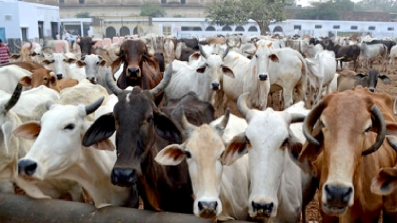 cattle smuggling case