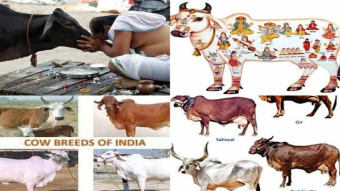 Why do Hindus worship cows?