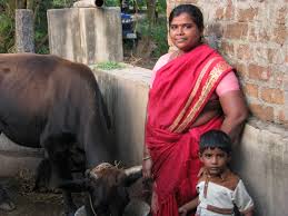 Representative image of women entrepreneur based on cattle farming