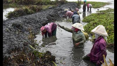 Women working in waterlogged fields for sustainable agriculture.