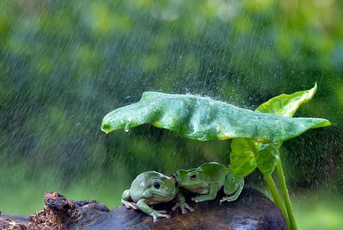 Two frogs under a leaf during rain, natural wet environment.